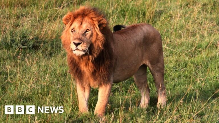 Girl, 14, killed by lion in Kenya