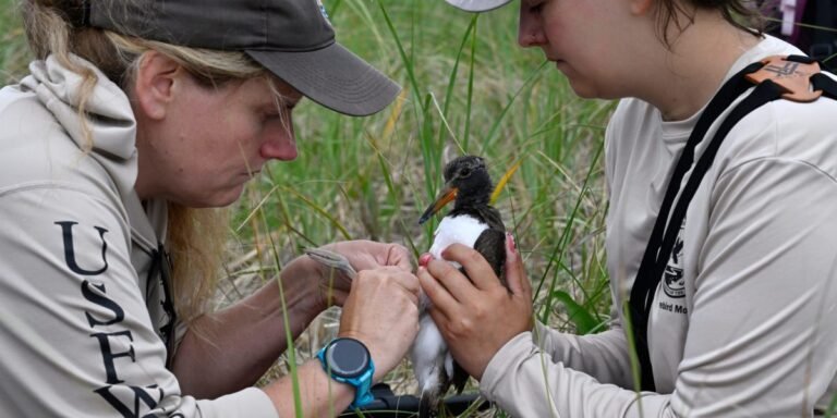 The rare ‘great conservation success story’ is happening off New England as $10 million over 10 years brings back the quirky oystercatcher bird